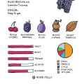 Alicante Bouschet